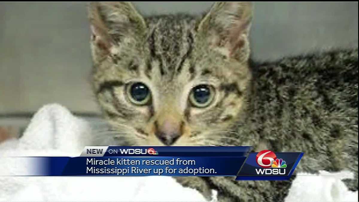 Miracle kitten rescued from Mississippi River by construction worker