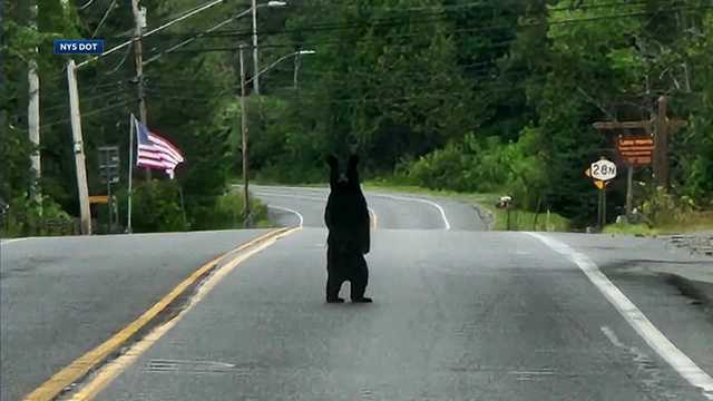 Adorable black bear poses for photo on scenic New York roadway - Vimarsana News