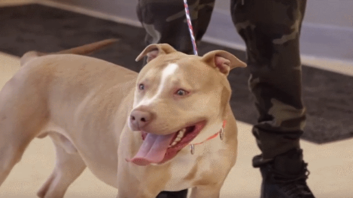 Dog rescued after swallowing bag of crack cocaine someone threw into ...