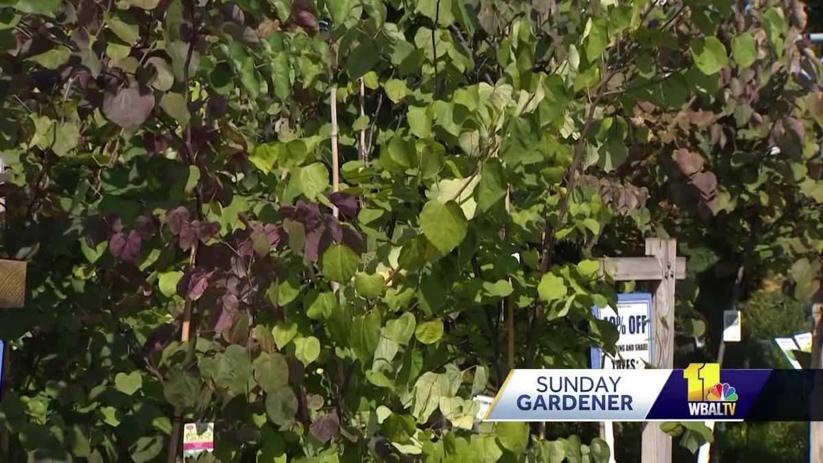 Sunday Gardener: Fall - The best time to plant trees