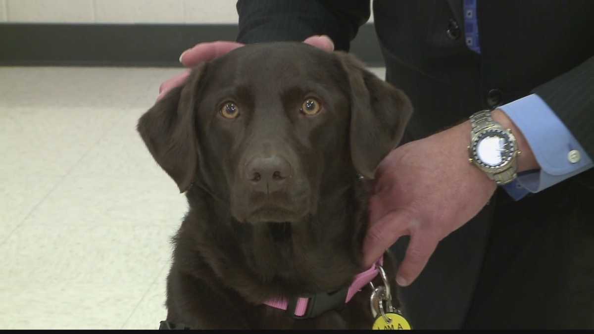 Therapy dogs help Arrowhead students during exam week