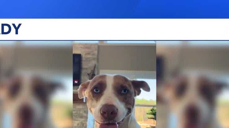 Kady, an active 2-year-old Catahoula-pit bull mix, is looking for a place to call home