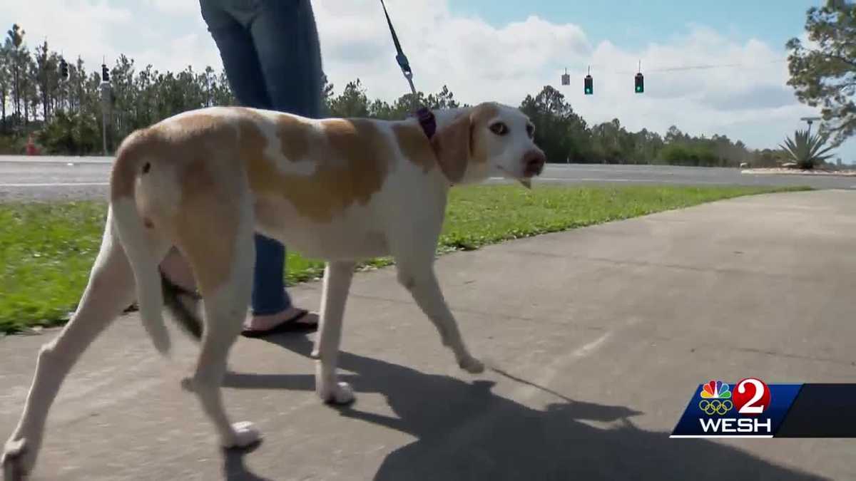Dog shot in Ormond Beach neighborhood