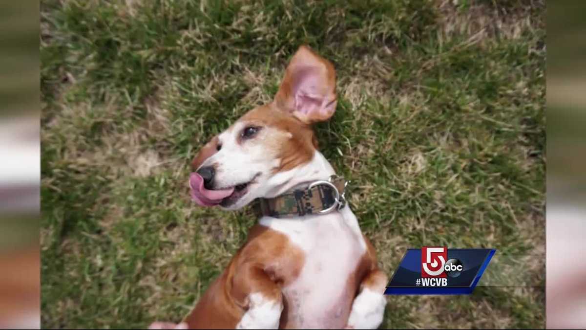 Dog dies trying to protect younger pup during pit bull attack
