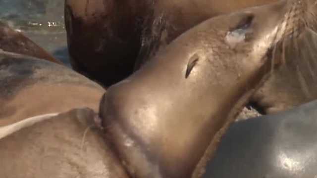 Entangled sea lions being helped on the Central Coast - Vimarsana News