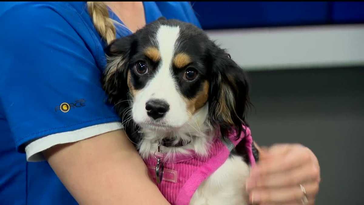 Pet Questions Does my hamster have allergies?