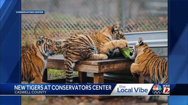 Caswell County: Conservators Center welcomes new tiger cubs - Vimarsana News