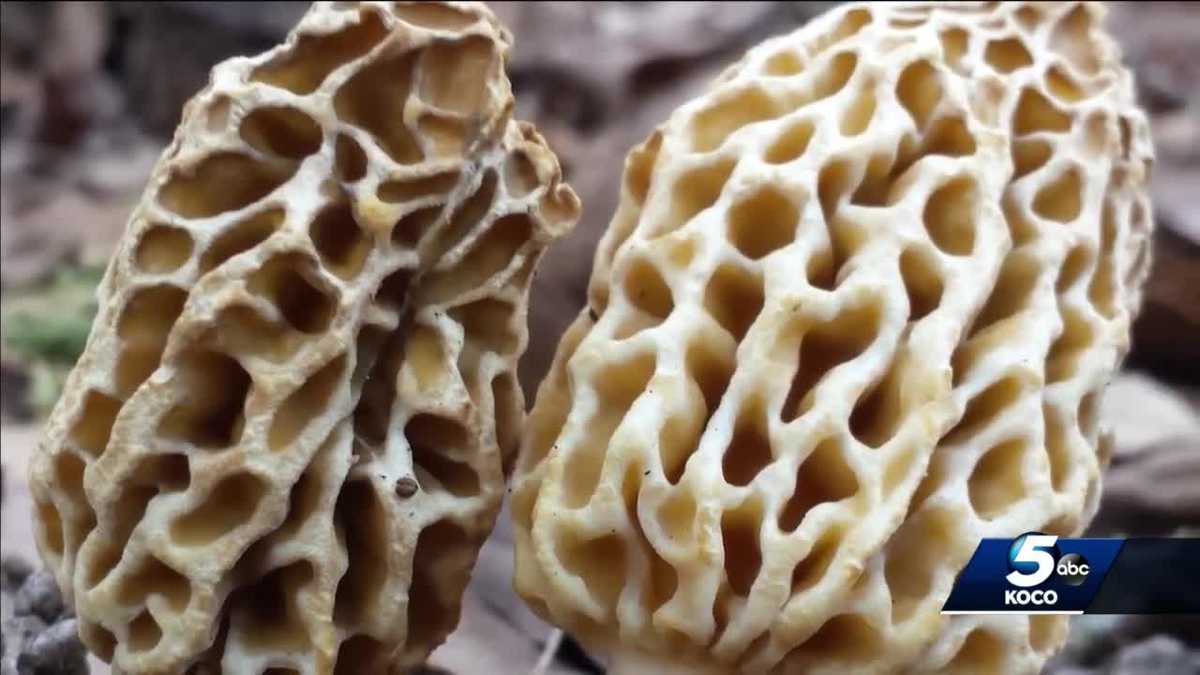 Morel mushroom foragers recent rain as mushroom hunting season