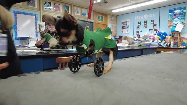Robotics team finishes prototype of wheelchair for pup named Roo - Vimarsana News
