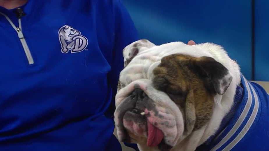 Drake mascot Griff II visits KETV for March Madness