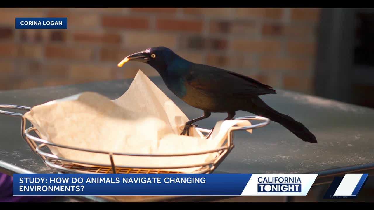 Researcher studies "thief" birds to explore adaptability in changing environments