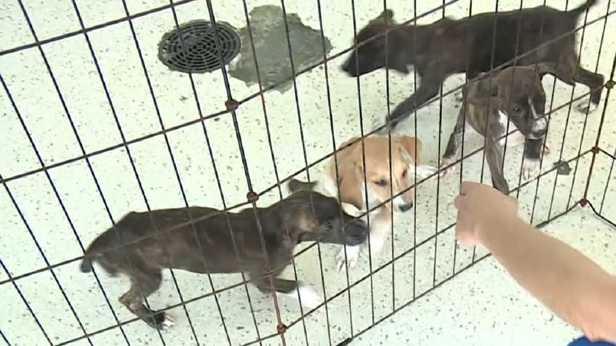 Big Dog Ranch rescues 27 dogs abandoned in Hurricane Florence