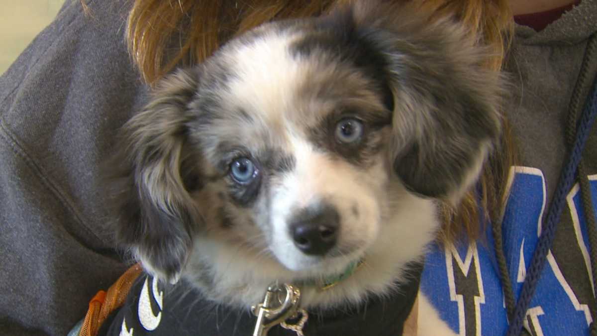 The Great Iowa Pet Expo hits Des Moines