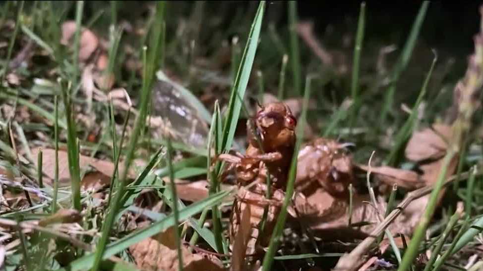Cicadas are out in Arkansas! Hear their distinctive noise. - Vimarsana News
