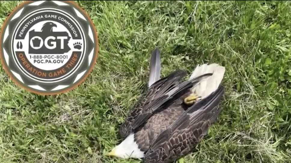 男子因在华盛顿县杀害秃鹰而被判刑