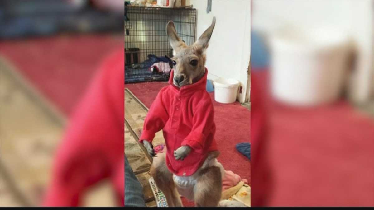 Meet the couple who brought a kangaroo to McDonald's