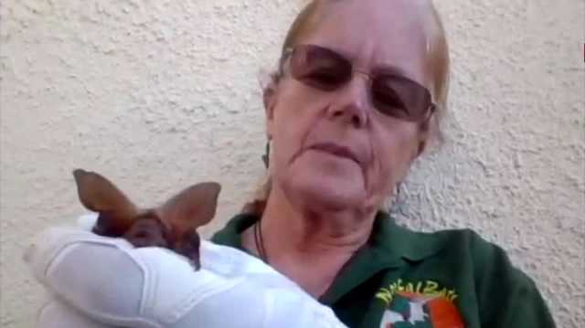 Celebrating Bat Week: Here's how bats play a role in NorCal's ecosystem - Vimarsana News