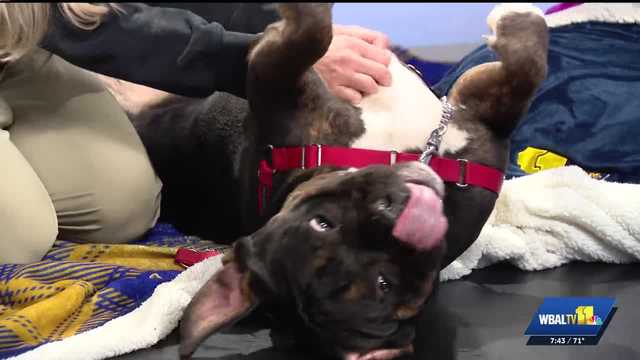 Meet Teddy Bear, a BIG dog who is ready for adoption at Baltimore Humane Society