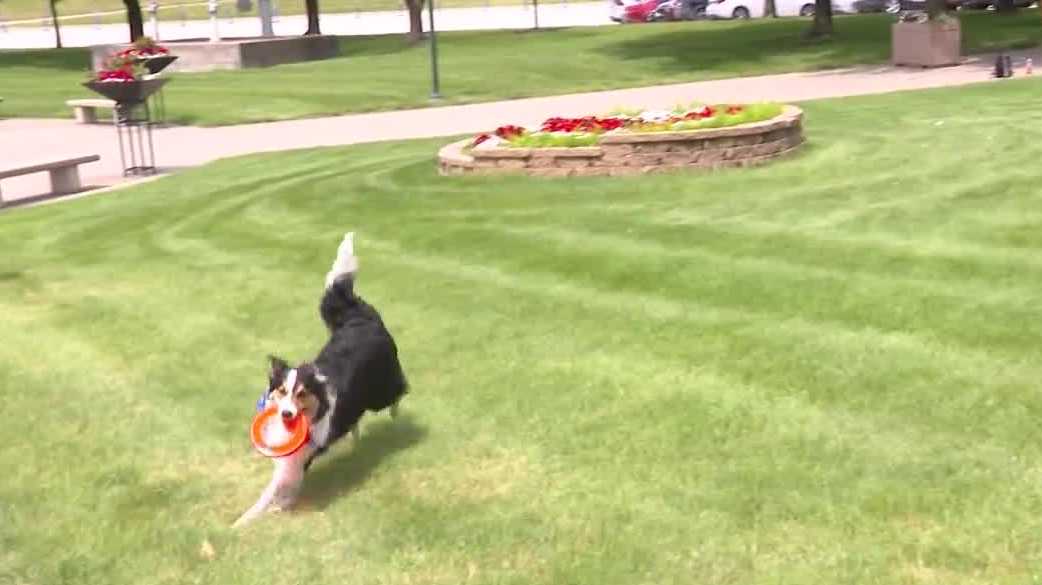 Dog Days of Summer brings pets and performances to Principal Park