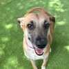Mutts and Meows: Emma, a 3-year-old mixed-breed dog, is seeking her fur-ever home