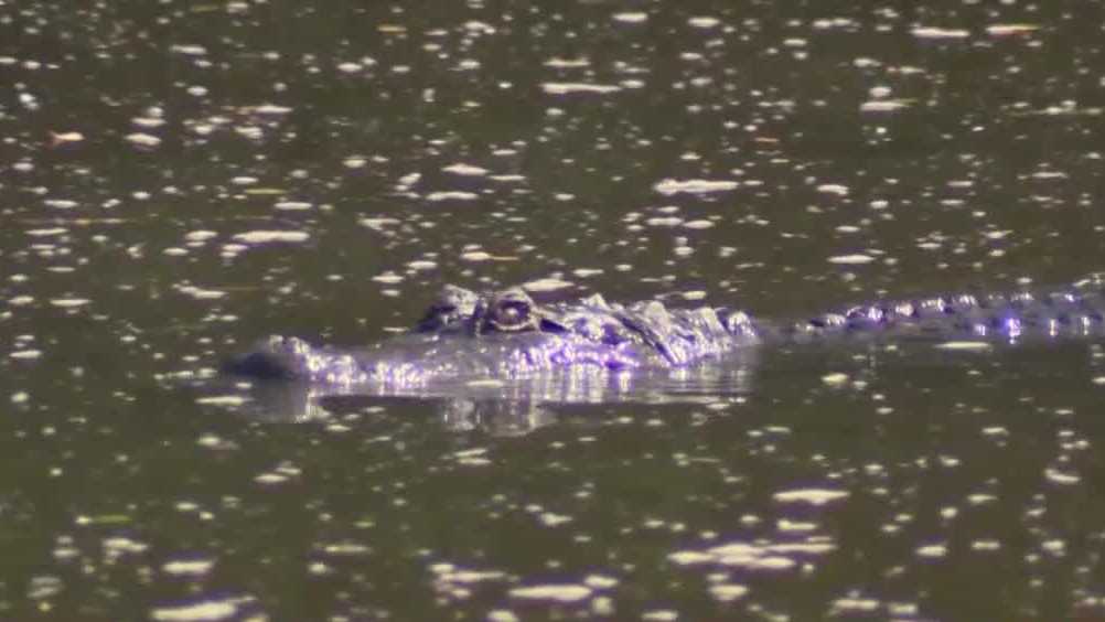 Florida's alligator hunting season begins