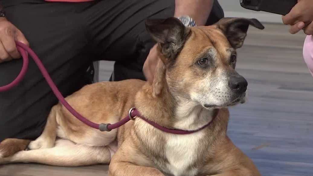 Peppa at Orange County Animal Services is ready for adoption