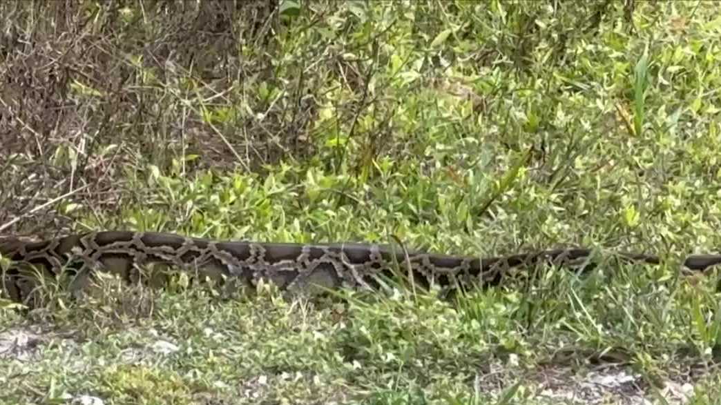 School pick up turns into python sighting on Marco Island