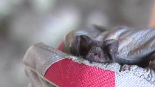 Hybrid 'Walk and Talk' program shows off importance of bats in the Yolo bypass - Vimarsana News