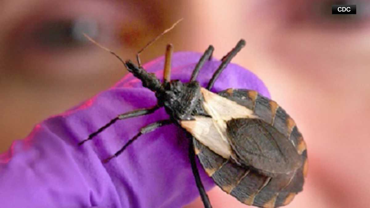 Savannah doctor warns of kissing bug's link to heart failure