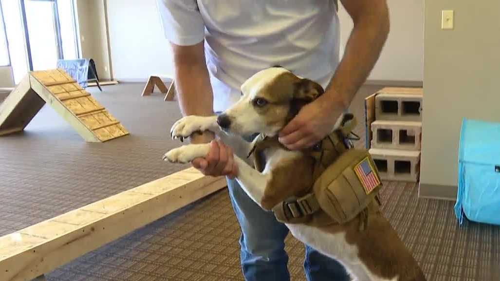 Marine veteran in Omaha helps train service dogs for veterans and first responders