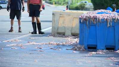 VIDEO: Squid spill covers Rhode Island roadway