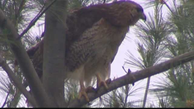 Hawk attacks woman in Pittsburgh 