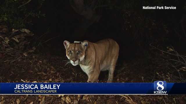 Highway 17 wildlife crossing opens thanks to UCSC mountain lion research - Vimarsana News