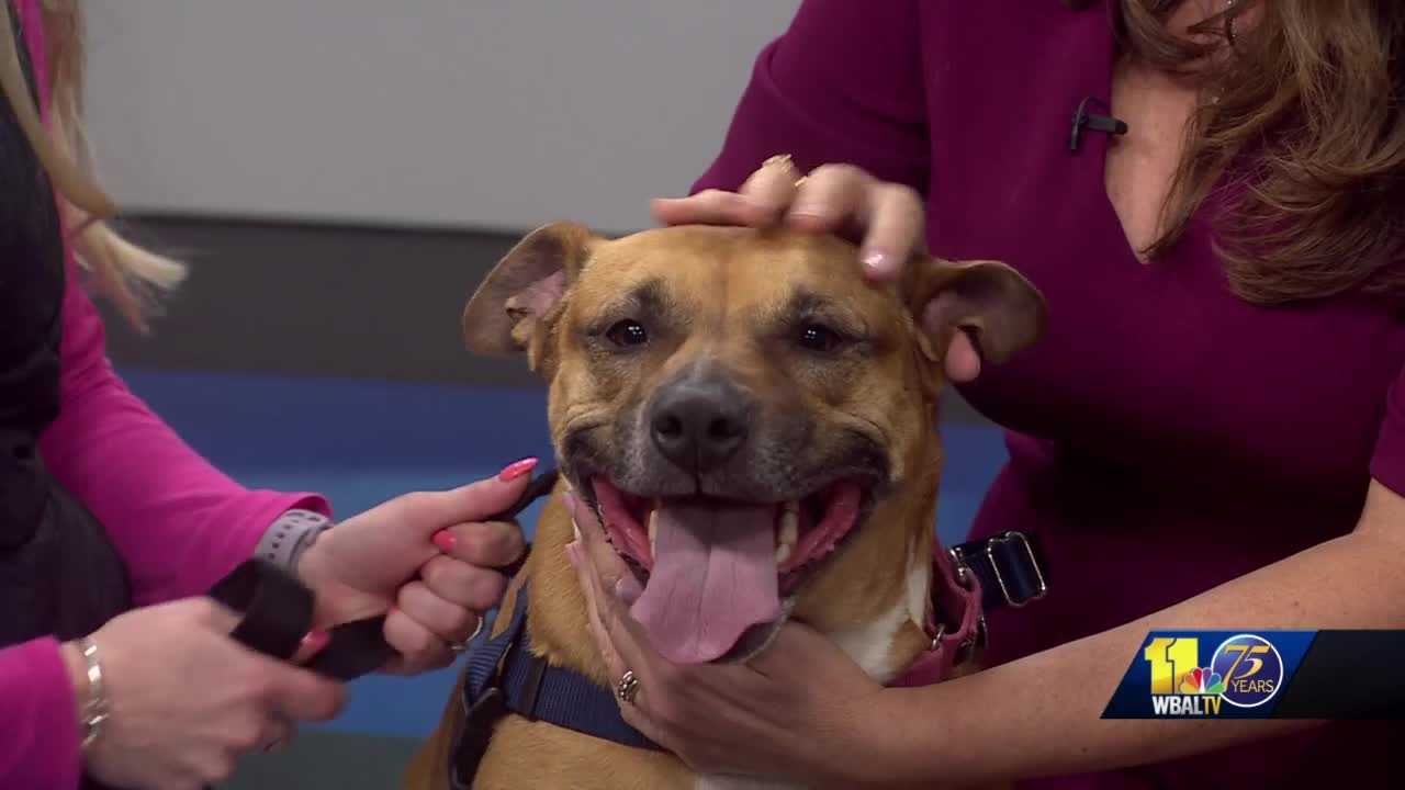 Baltimore Humane Society Has Pup With The Perfect Smile