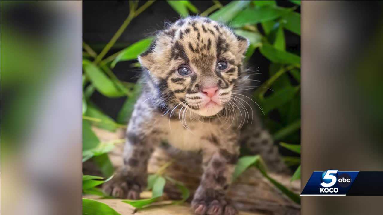 'Cloudy with a 100% chance of you saying aw!': Zoo announces birth of rare clouded leopard kitten