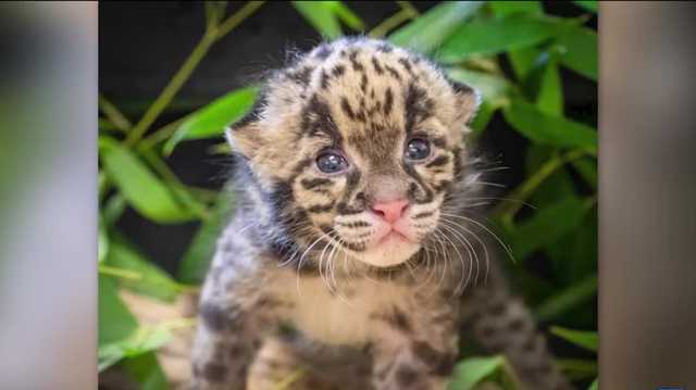 Oklahoma City Zoo announces birth of clouded leopard kitten - Vimarsana News