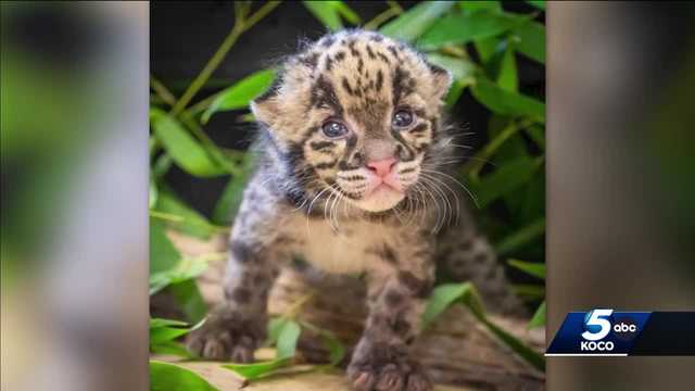 Oklahoma City Zoo announces birth of clouded leopard kitten - Vimarsana News