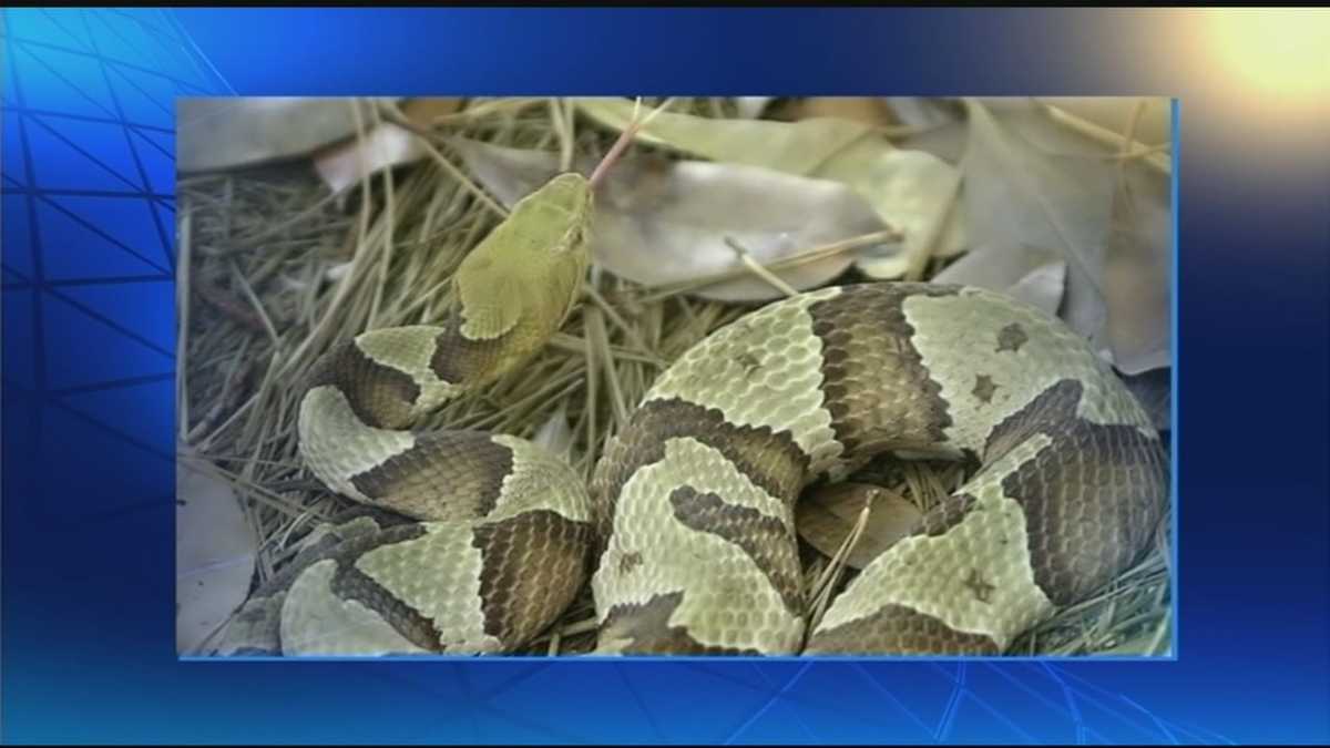 Protecting pets from scary creatures