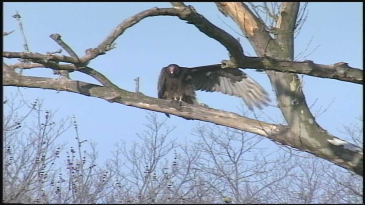 Buzzards hang out on Susquehanna Valley suburbs