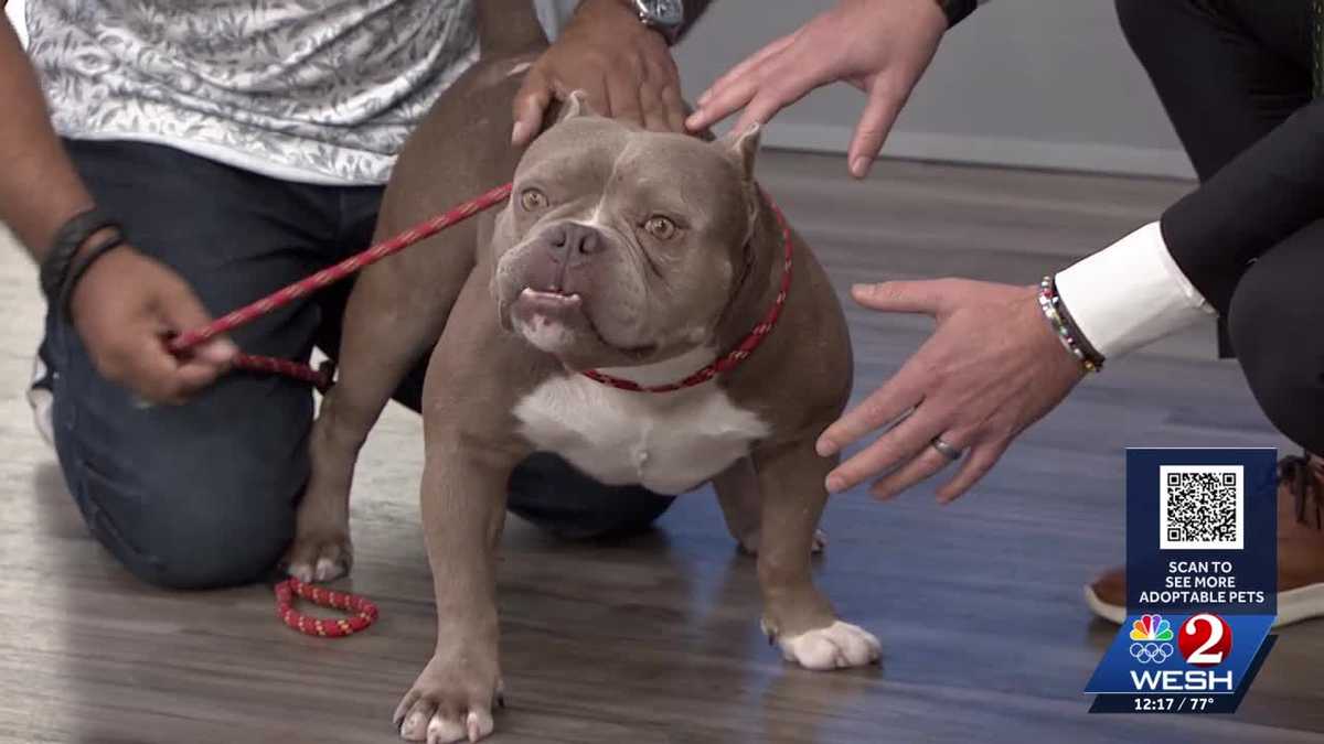 Hammy at Orange County Animal Services needs a forever home