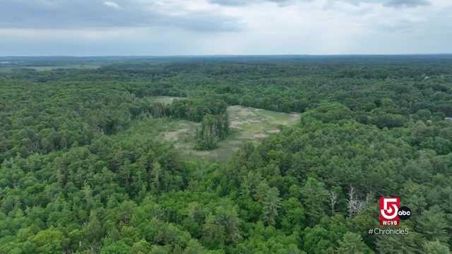 What it means to 're-wild' forests in New England - Vimarsana News