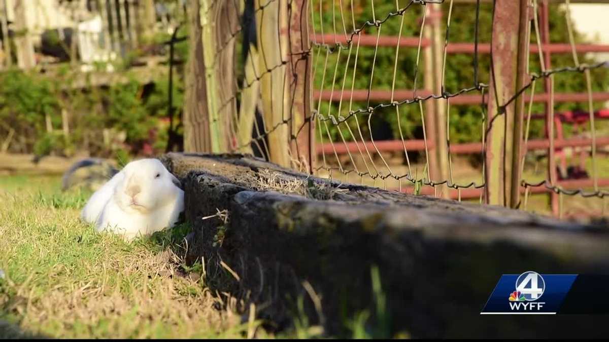 Rabbits overrunning small community in Oconee County