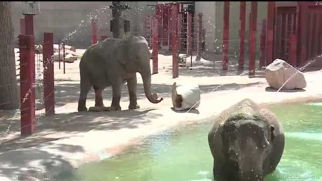 ABQ BioPark Zoo receives criticism from animal rights organization - Vimarsana News