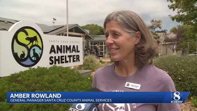 Santa Cruz County animal shelter shares Fourth of July pet safety tips