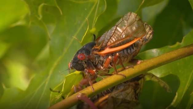 Cicadas return to Cape Cod after 17 years