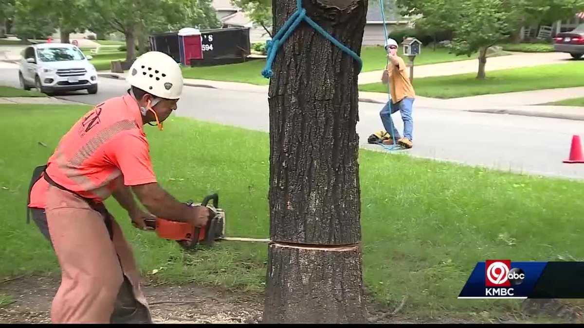 Tree trimmers busy ahead of storm