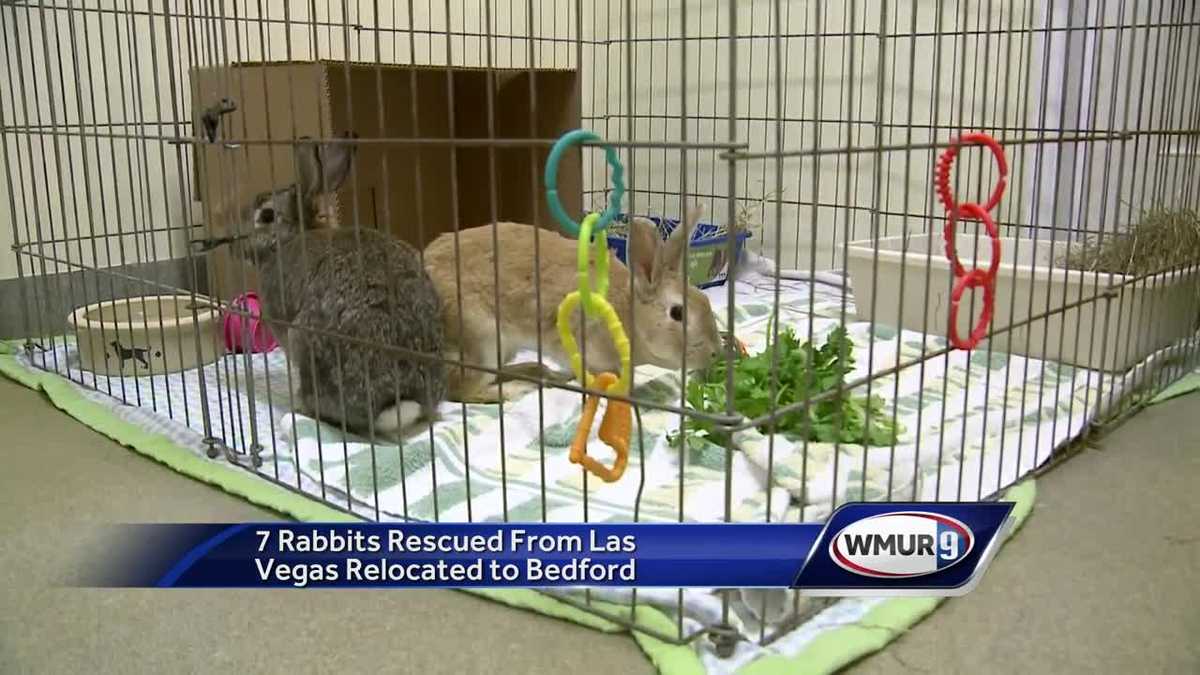 Rabbits rescued in Las Vegas brought to NH