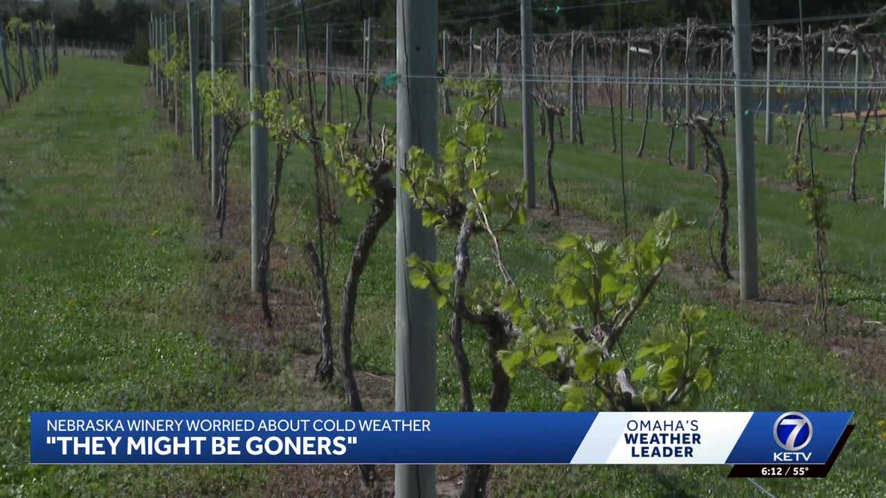 ’They might be goners’: Nebraska winery could lose crops in April cold snap