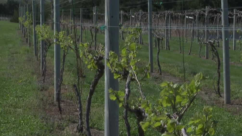 'They might be goners': Nebraska winery could lose crops in April cold snap