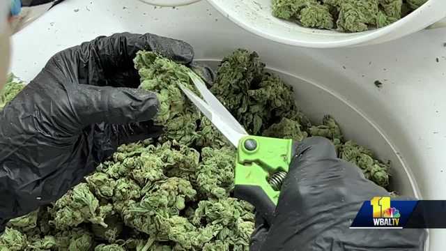 Meet Maryland's largest cannabis farm: SunMed Growers - Vimarsana News